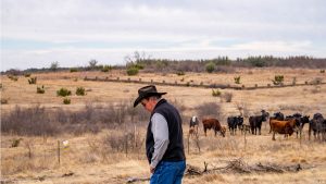 A man in a cowboy hat and vest walks through a dry, grassy field with a herd of cattle grazing in the background under a cloudy sky.
