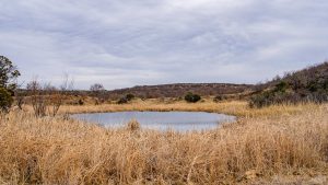 A small pond surrounded by tall, dry grass with rolling hills and sparse trees in the background under a cloudy sky.