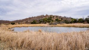 A small pond surrounded by dry, golden grasses, with a low hill covered in sparse trees and shrubs in the background under a cloudy sky.