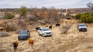 Three SUVs are parked on a dry, rugged landscape surrounded by several cows and sparse vegetation under a cloudy sky. The scene appears to be rural, with dirt paths and rolling hills in the background.