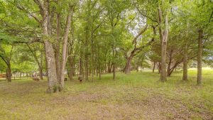 A wooded area with tall trees, green grass, and scattered leaves on the ground. Sunlight filters through the foliage, creating a serene and natural outdoor setting.