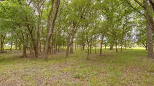 A peaceful wooded area with tall trees, green grass, and patches of sunlight filtering through the leafy canopy. The forest floor is lightly covered with grass and fallen leaves.