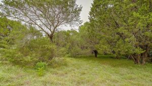A grassy clearing surrounded by dense green trees and shrubs, with patches of sunlight filtering through the branches under an overcast sky.