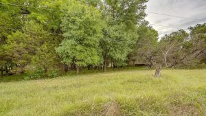 A grassy field with tall, green trees in the background and power lines running across the upper part of the image on a cloudy day. A tree stump is visible in the right foreground.