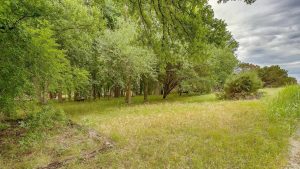 A grassy clearing leads into a dense grove of green trees under a cloudy sky, with sunlight filtering through the foliage and scattered shrubs at the edge of the forest.