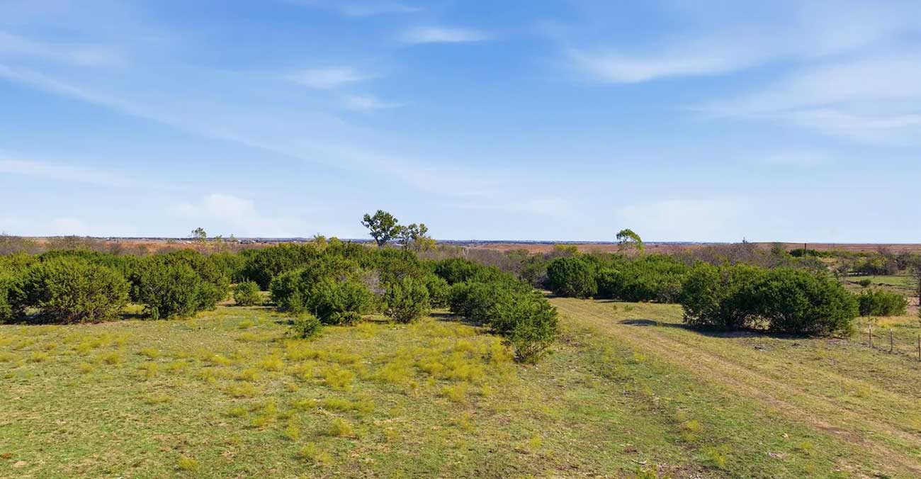 Open grassy field with scattered green bushes and small trees under a bright blue sky with light clouds; distant horizon visible in the background.